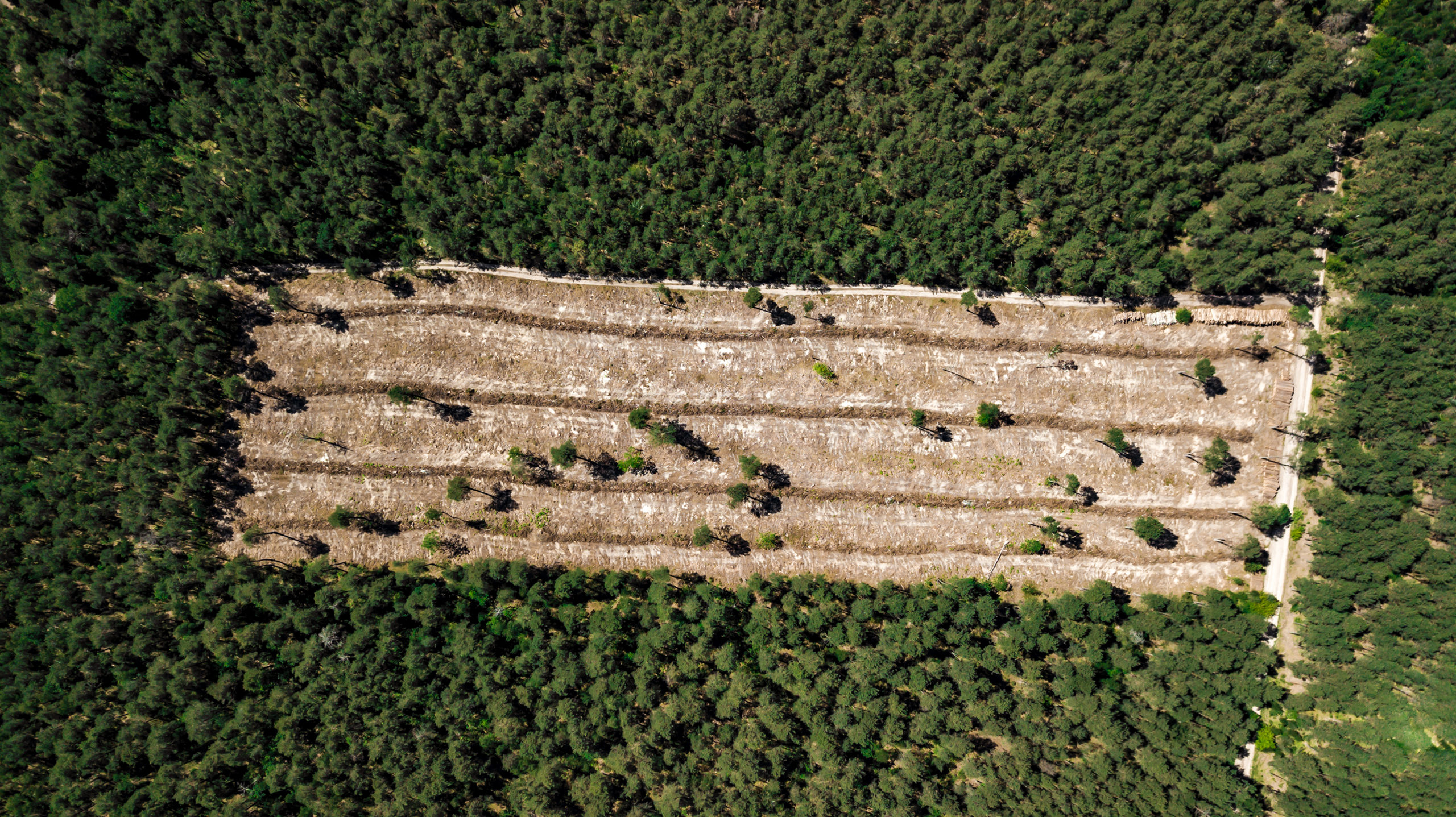 Forest Degradation in the Brazilian : Public Policy Must Target  Phenomenon Related to Deforestation - CPI