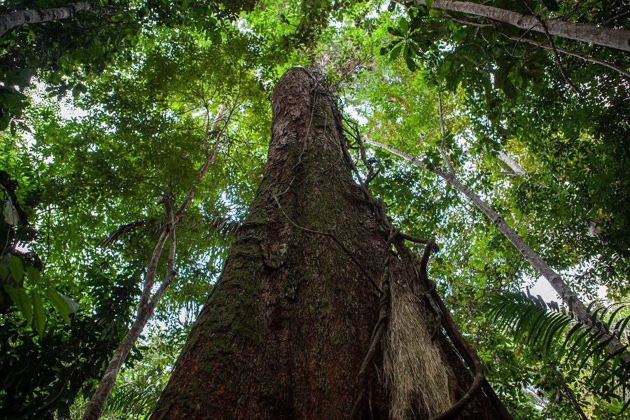 Amazônia Sustainable Supply Chains Mechanism - CPI