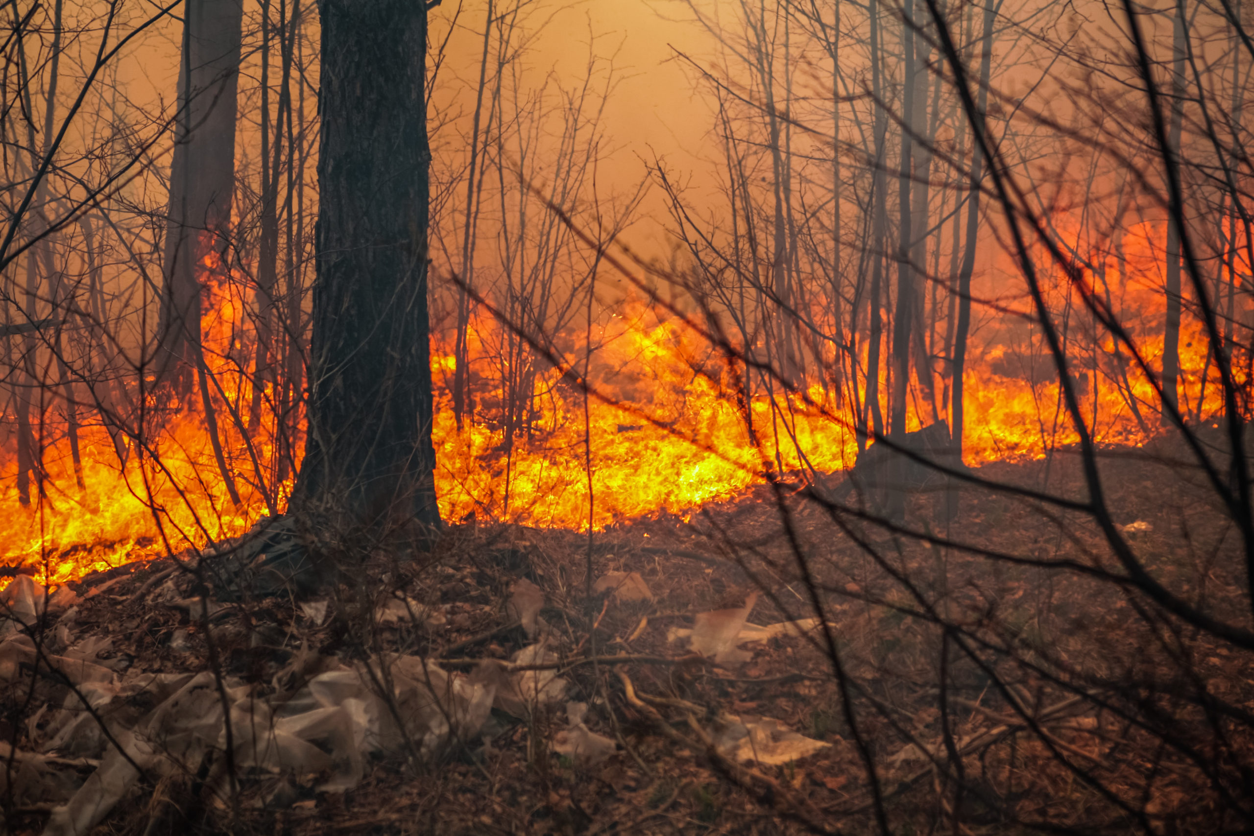 The Relationship Between Forest Fires And Deforestation In The Amazon 