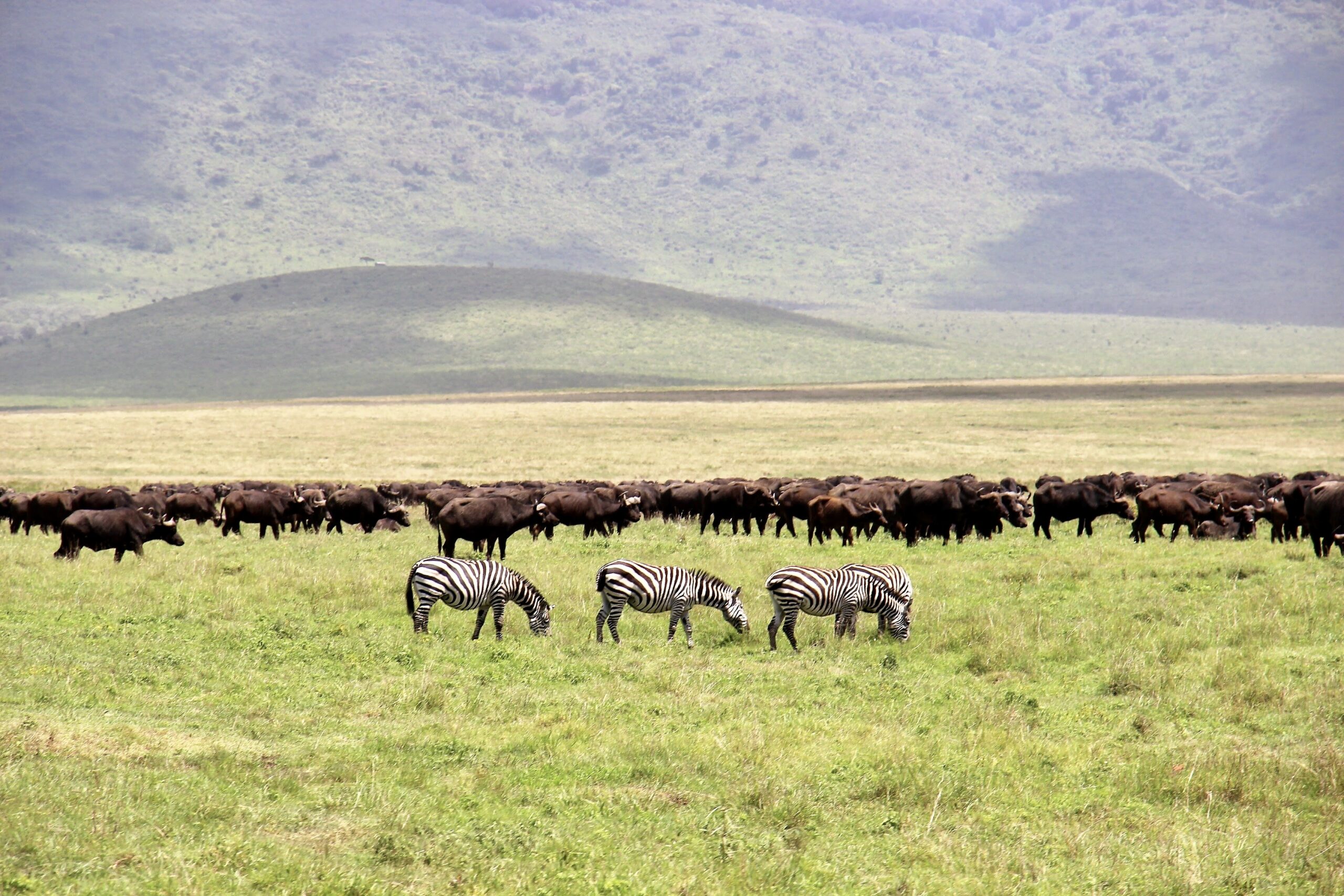 South Africa's wildlife ranches can offer solutions to Africa's growing  conservation challenges