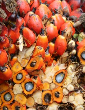 Towards a More Sustainable and Efficient Palm Oil Supply Chain in Berau, East Kalimantan
