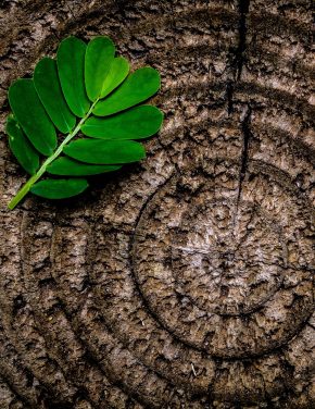 Do clean energy investments add value to a portfolio?
