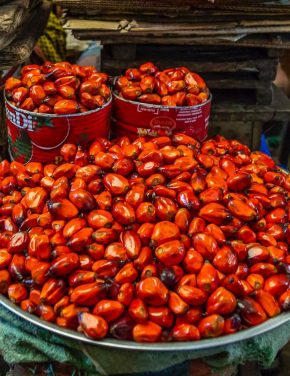 From Digging to Planting: A Sustainable Economic Transition for Berau, East Kalimantan