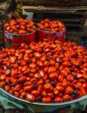 From Digging to Planting: A Sustainable Economic Transition for Berau, East Kalimantan